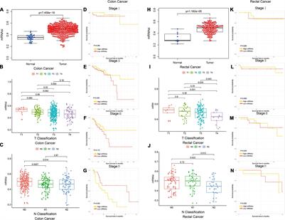 Integrative Analysis of Biomarkers Through Machine Learning Identifies Stemness Features in Colorectal Cancer